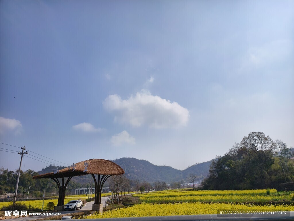 天空油菜花