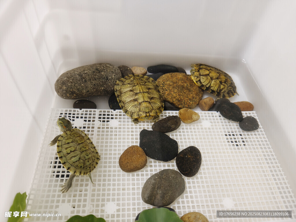 多彩烏龜與石子的水族景觀
