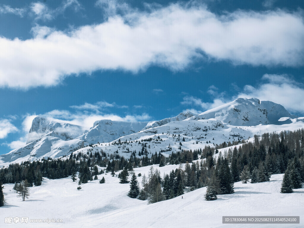 雪山松林美景