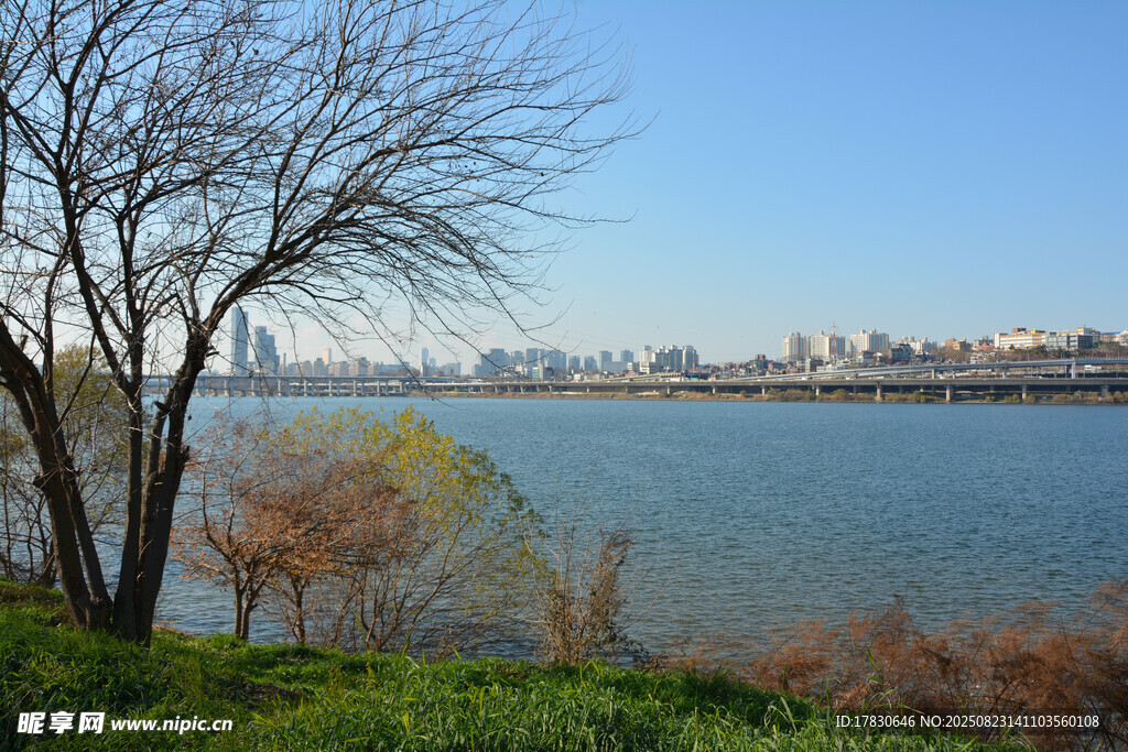 河畔枯樹與城市遠景