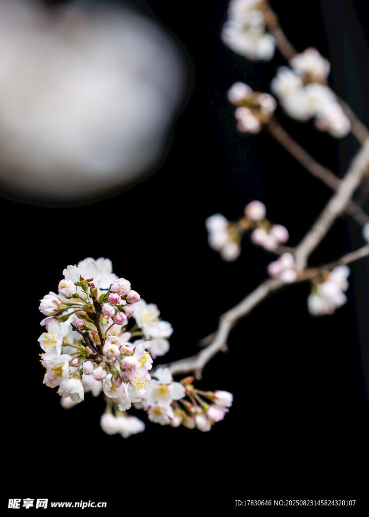 枝頭繁花綻