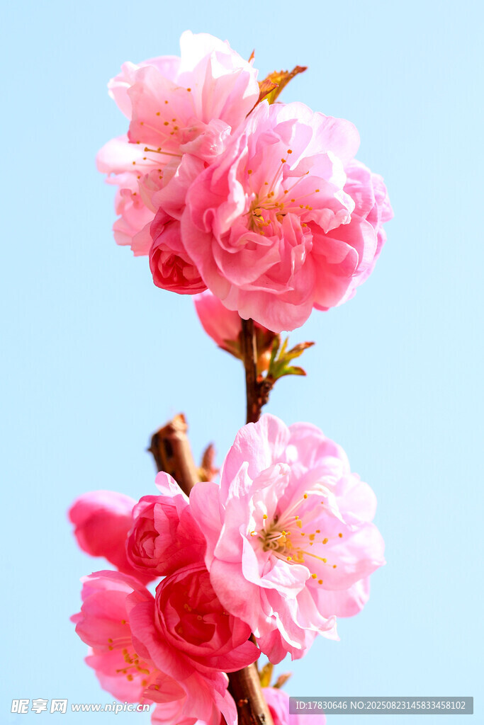 枝頭粉嫩桃花綻放