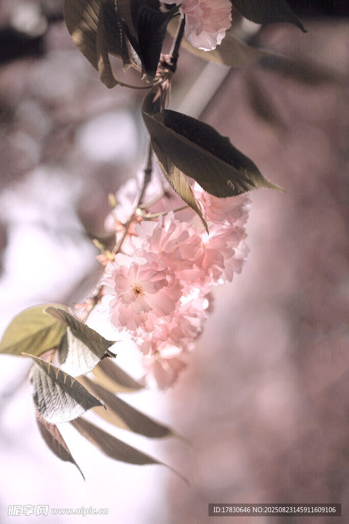 粉色爛漫花枝