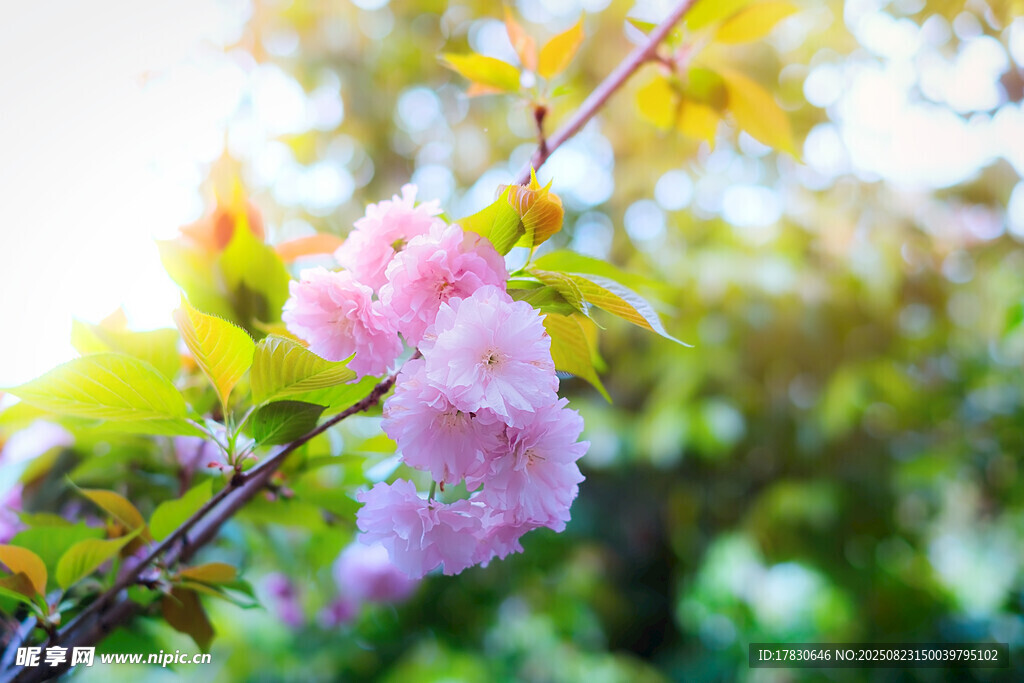枝頭綻放的粉嫩花朵