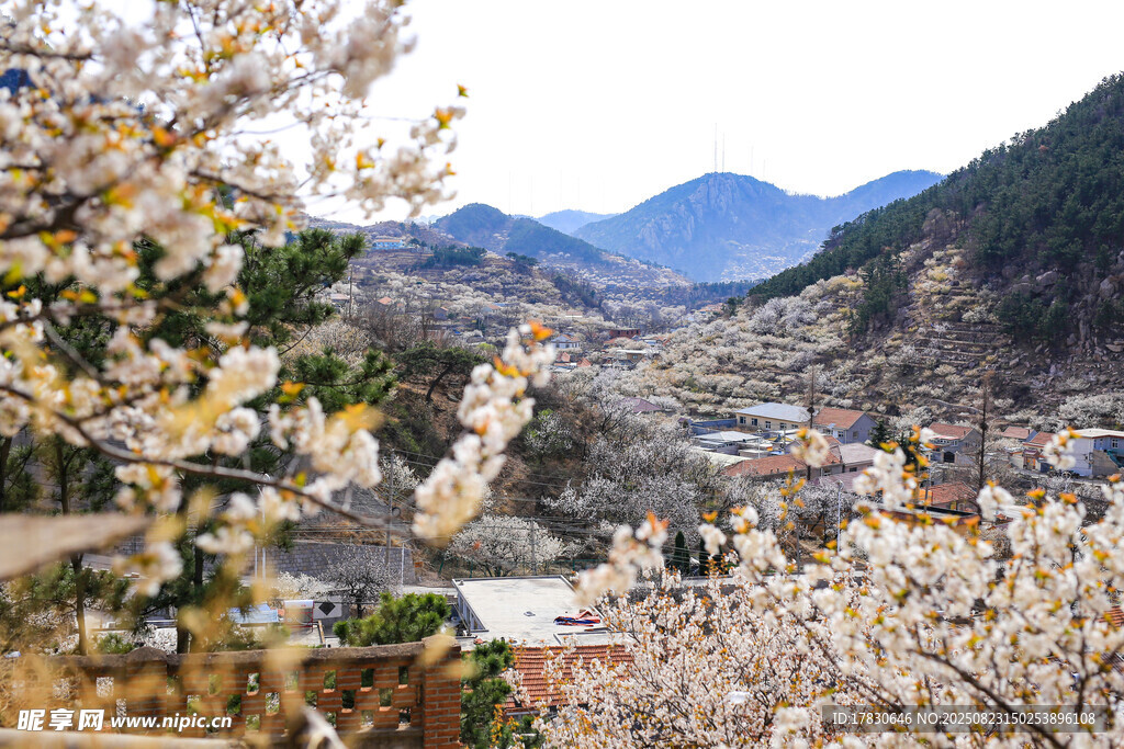 山間爛漫櫻花鄉(xiāng)村美景