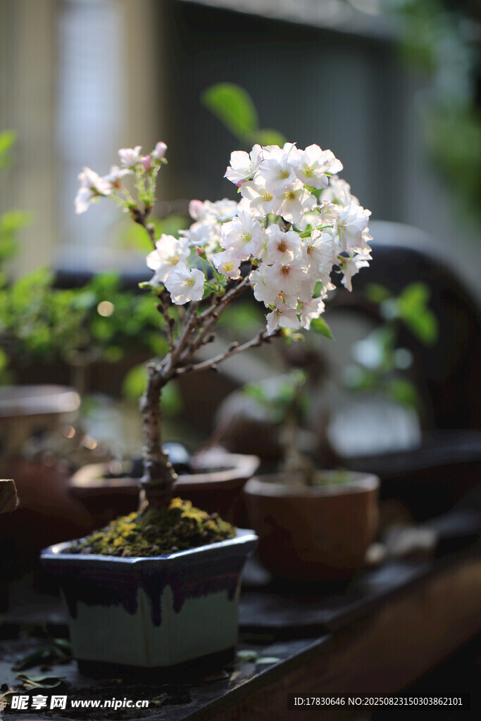 精致盆栽白花綻放