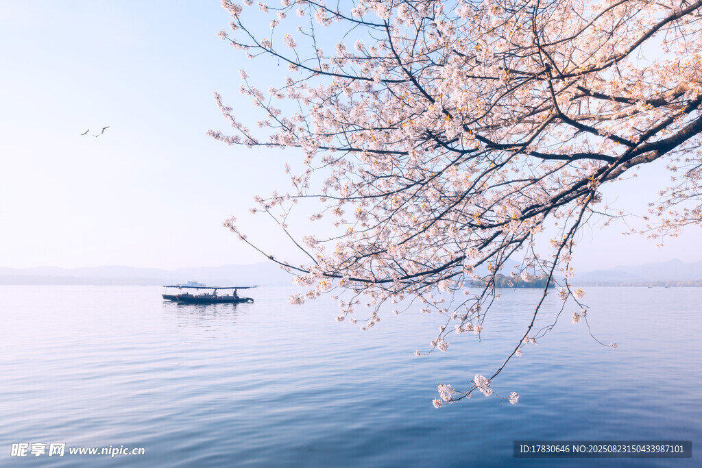 湖畔櫻花與遠(yuǎn)舟美景