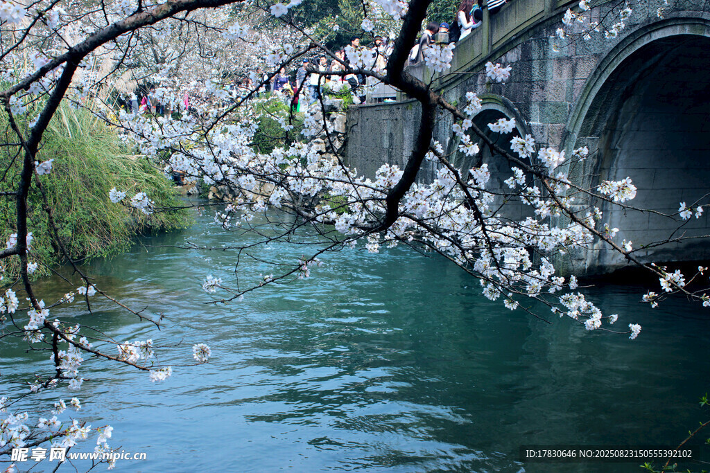 河畔櫻花與古橋美景