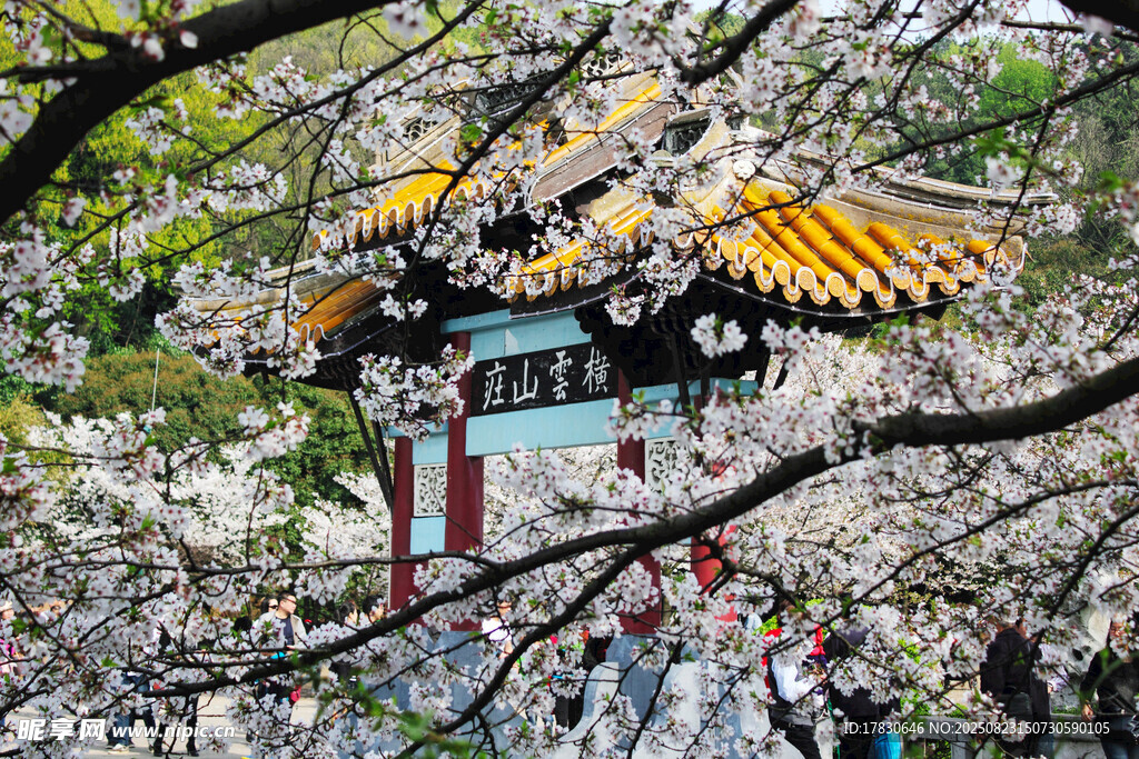 櫻花樹下的中式古典建筑