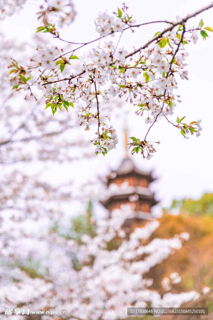 春日繁花中的古典建筑