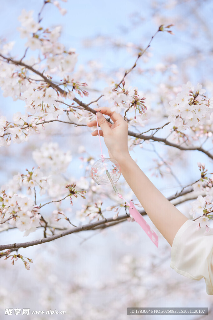 手觸爛漫櫻花枝