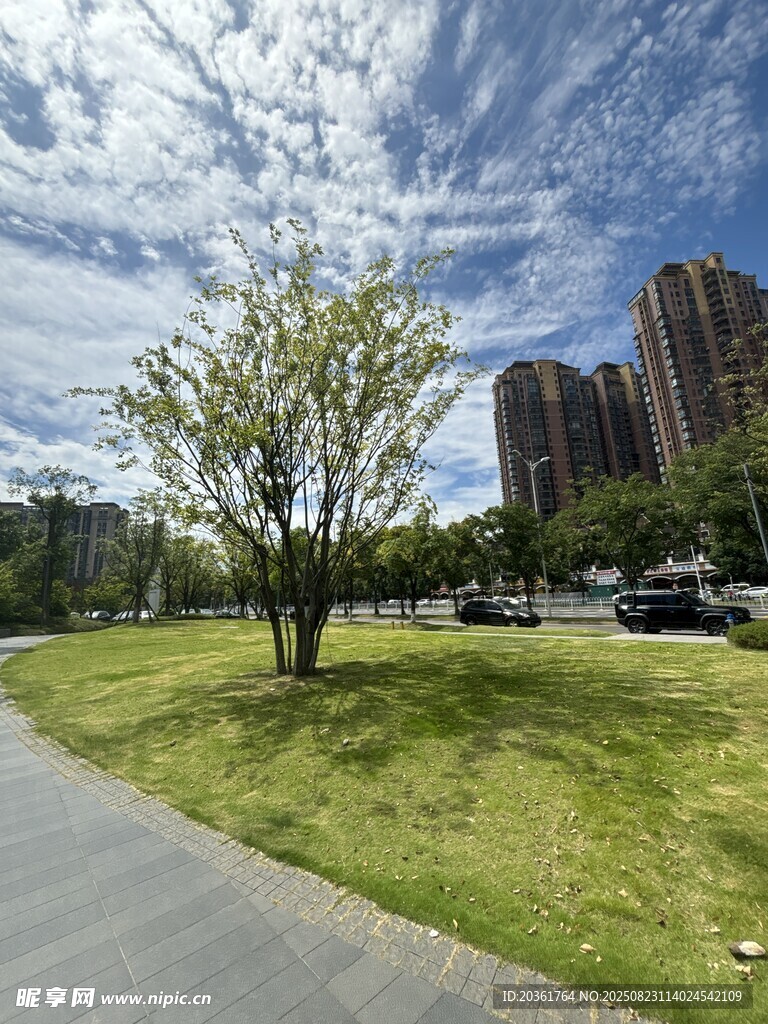 城市公園中的綠樹與道路