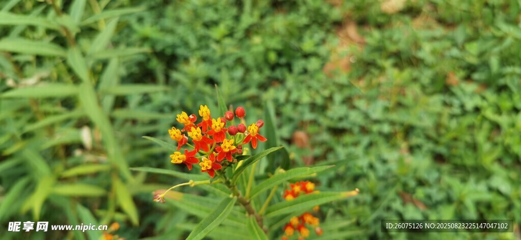 綠葉叢中的橙紅小花