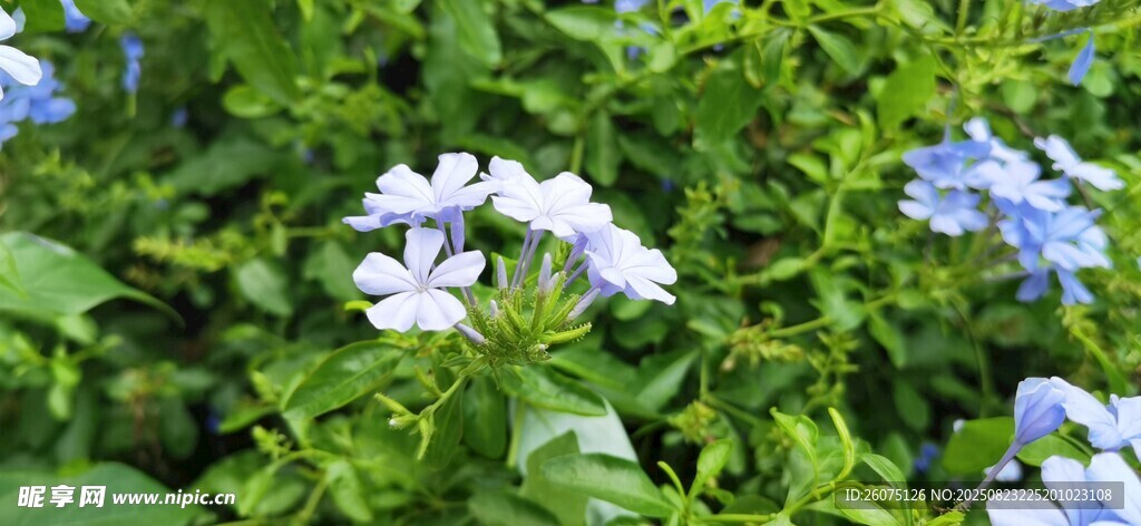 藍(lán)白繡球花綻放綠意間