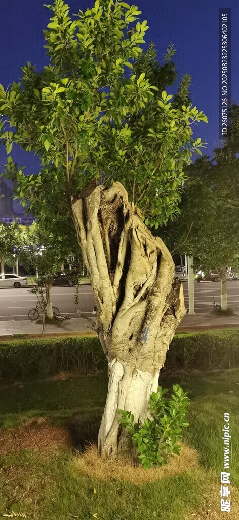 夜色中的古老大樹