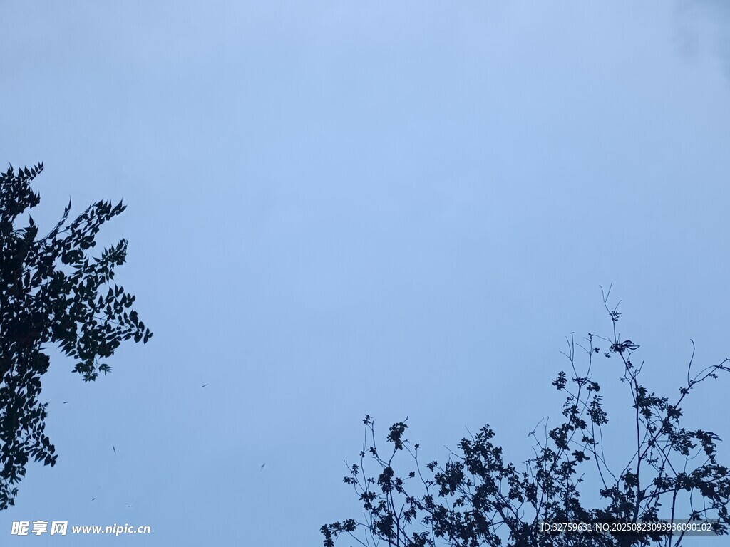 藍(lán)天映襯下的樹(shù)梢景致