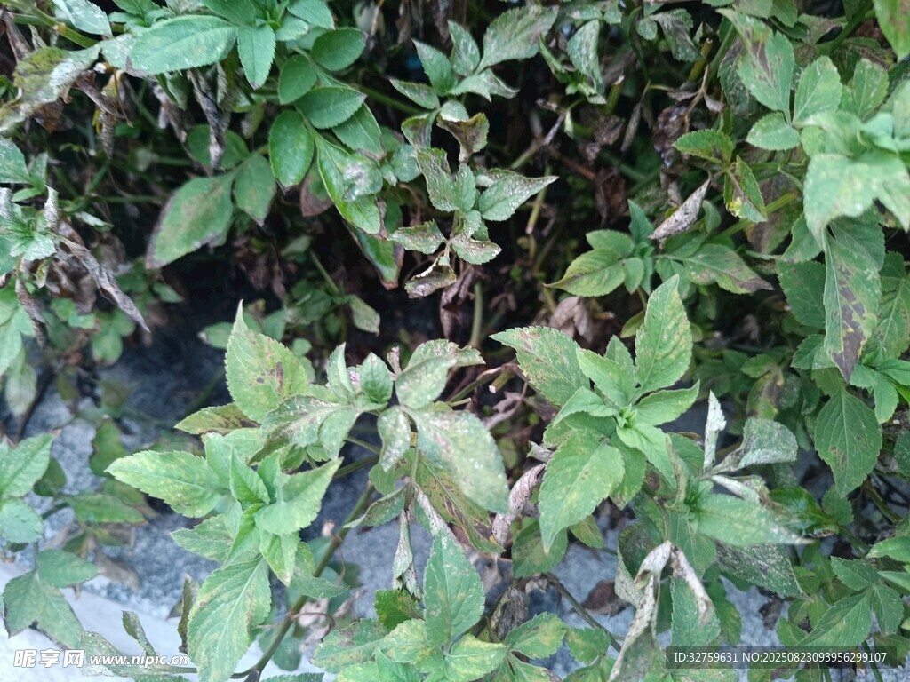 綠葉植物近景特寫