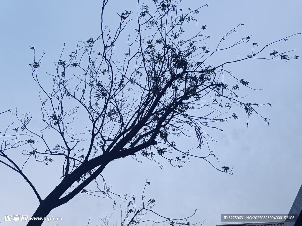 孤枝傲立藍(lán)天