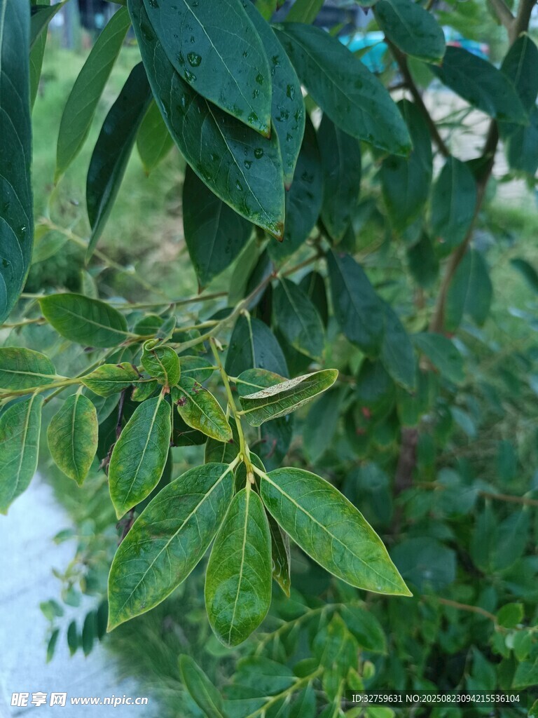 綠葉繁茂的植物特寫