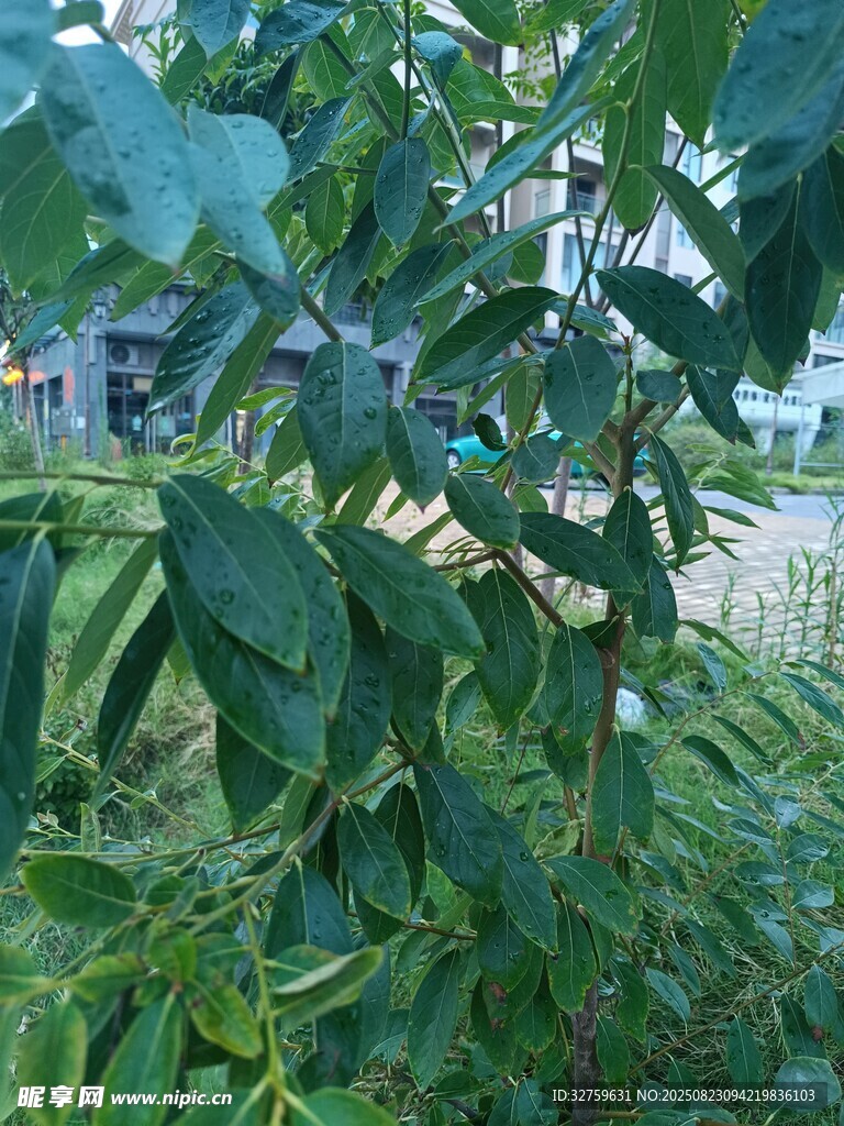 綠葉繁茂的植物景象