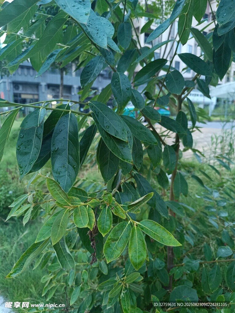 綠葉繁茂的植物景觀
