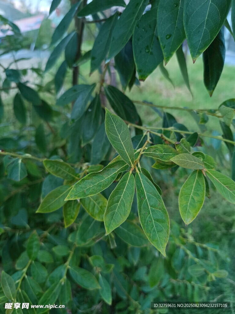 綠葉繁茂的植物特寫