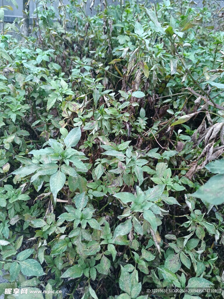 茂密綠植景觀