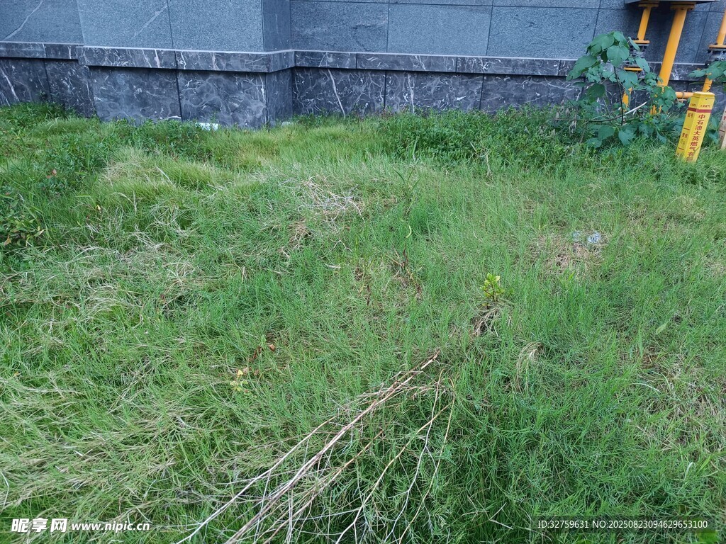 戶外草地場景