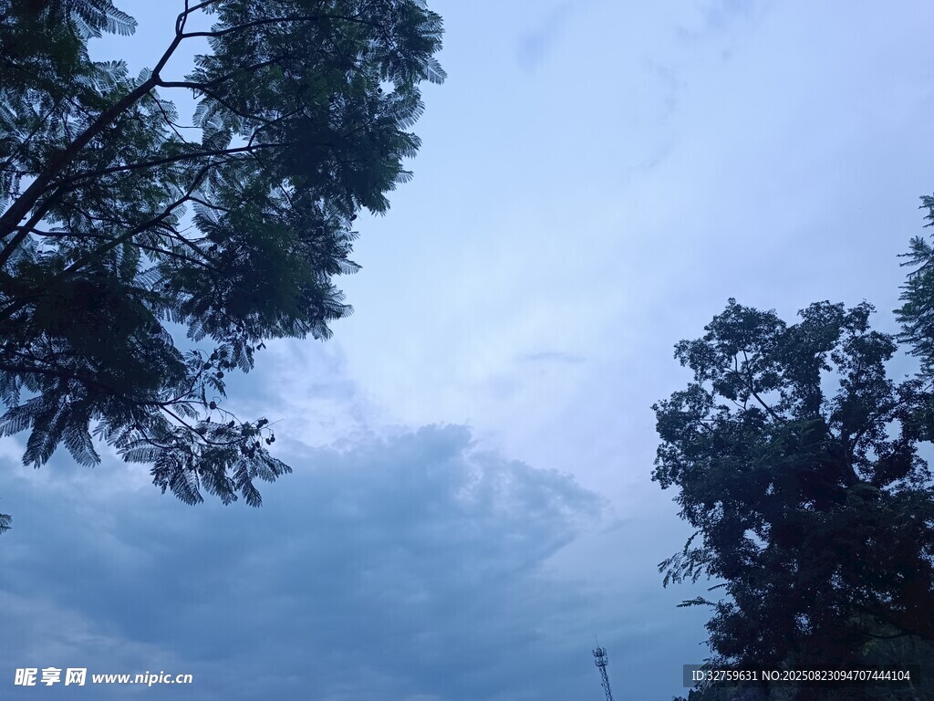 樹梢間的淡藍色天空