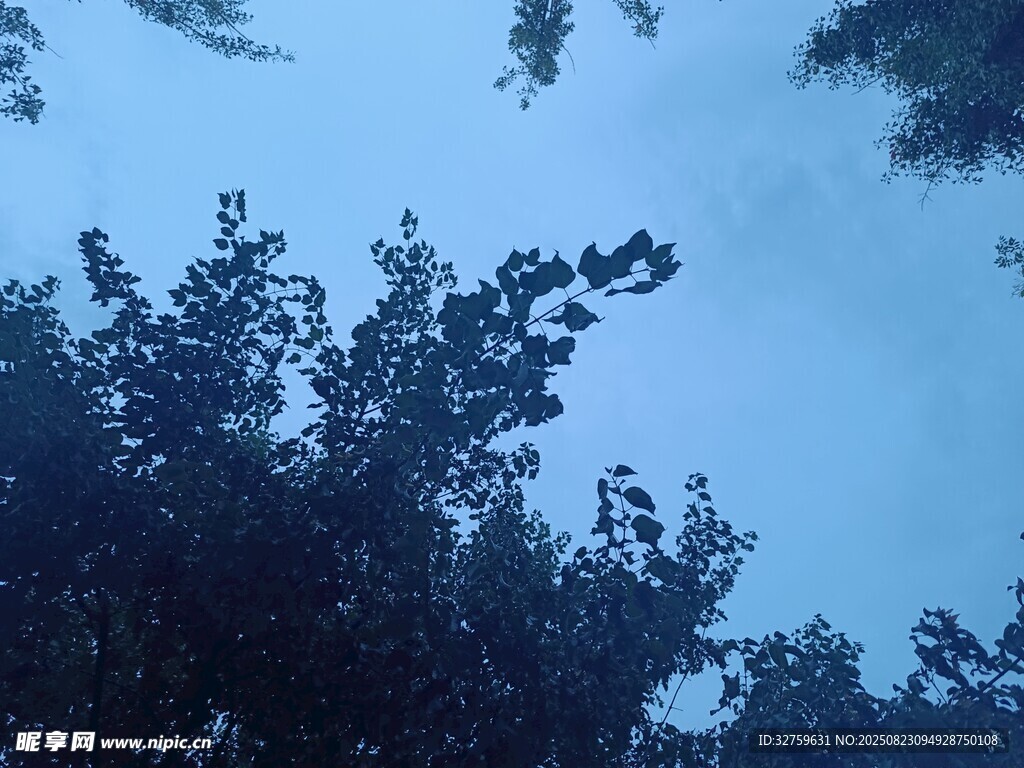 仰視夜空下的繁茂樹木