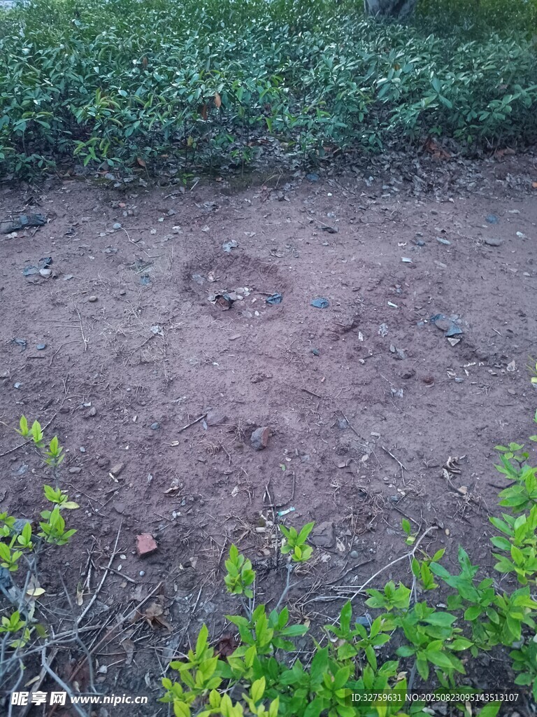 戶外泥土地面與綠植