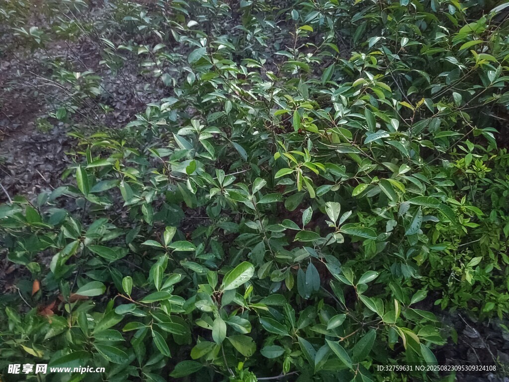 茂密綠植景觀