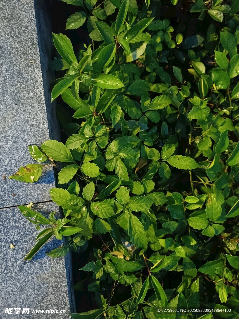 墻邊嫩綠植物生機(jī)盎然