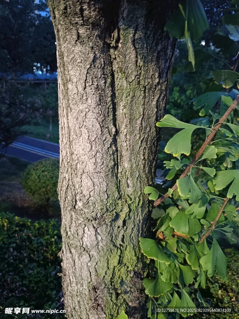 樹干旁的翠綠枝葉