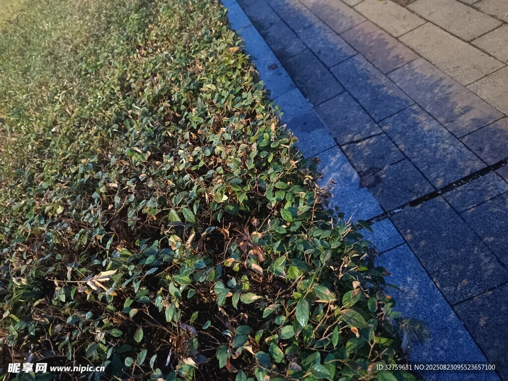 路邊綠意盎然的草地