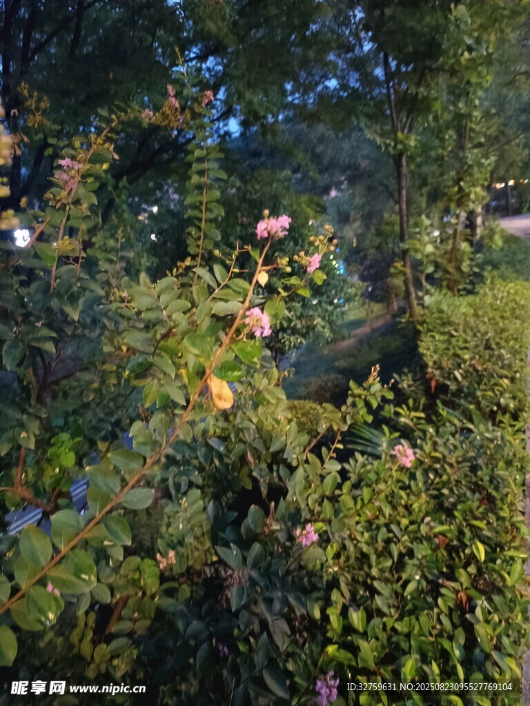 陽(yáng)光下的繁茂綠植景觀