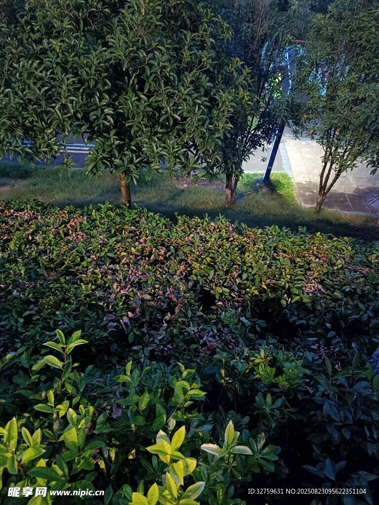 陽光照耀下的綠植景觀