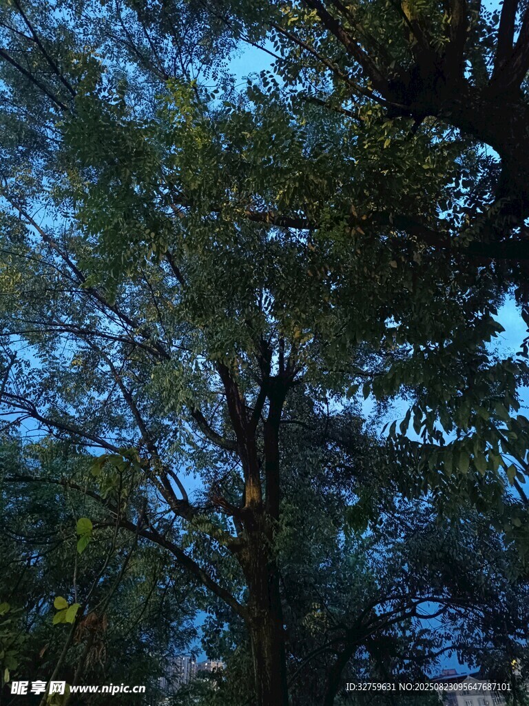 夜幕下的繁茂樹(shù)木