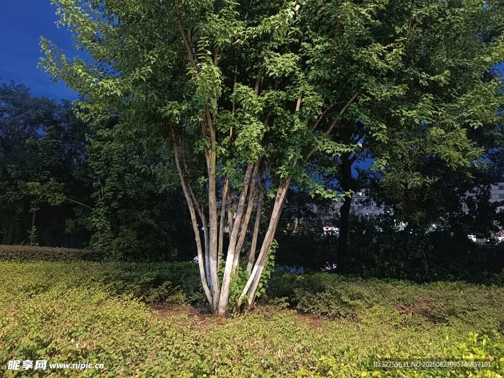 夜幕下的綠樹(shù)景觀