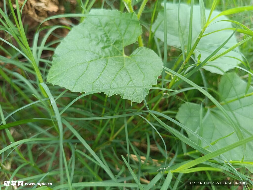 田間嫩綠瓜苗