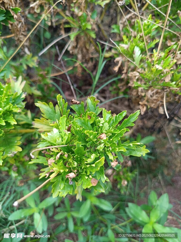 野外綠色植物特寫