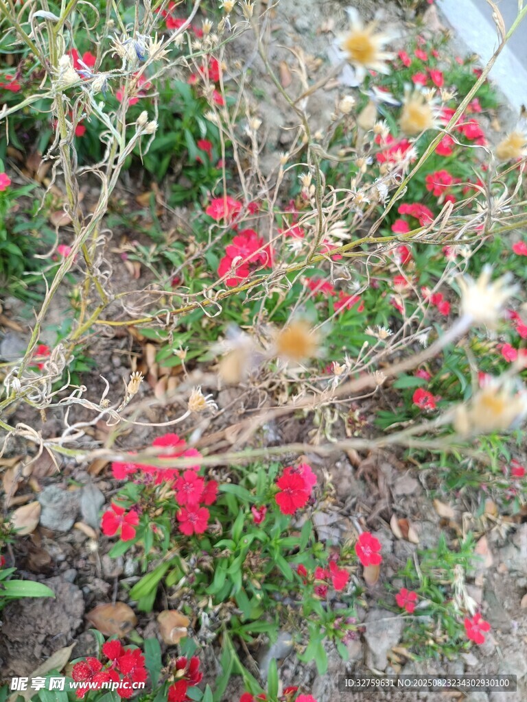 綻放的紅色小花與綠植