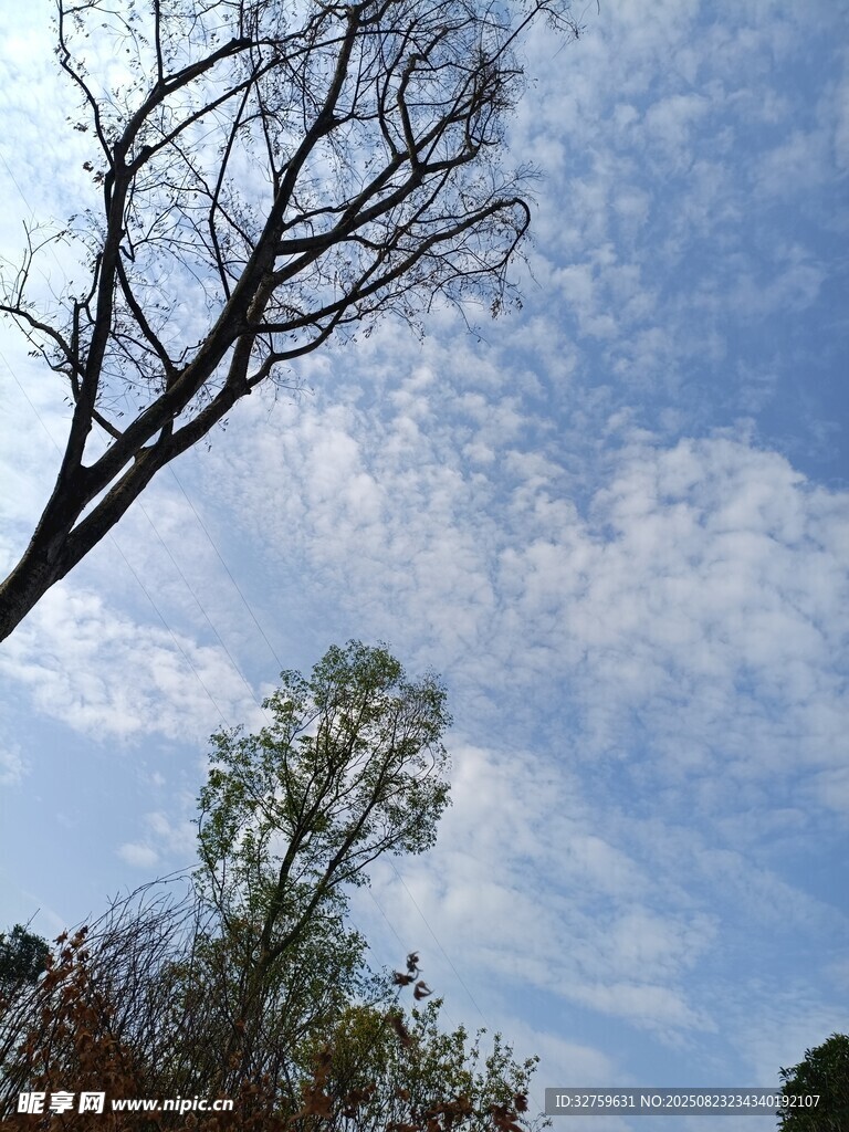 藍天枯樹旁的蔥郁樹木