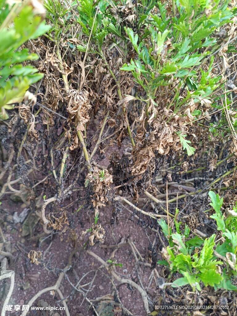 植物根系特寫