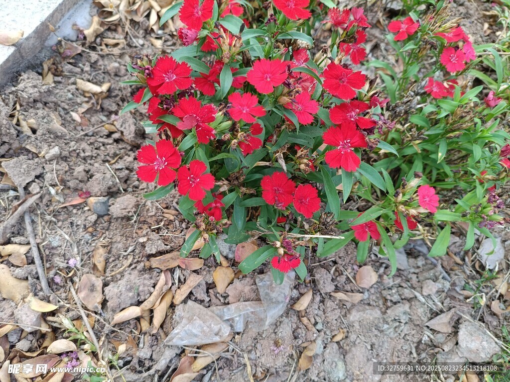 鮮艷紅花綻放于地面