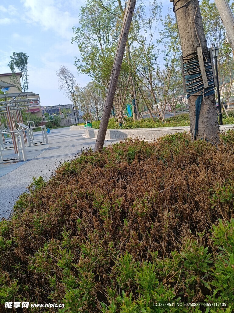 城市路邊綠植景觀