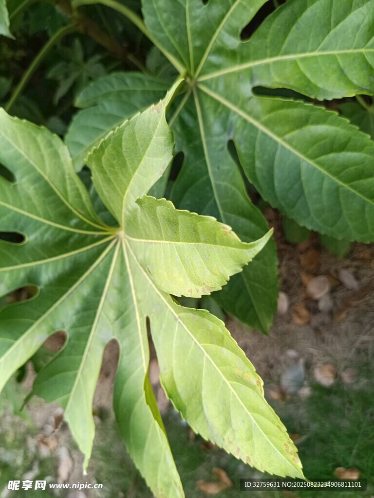  翠綠掌狀葉片植物