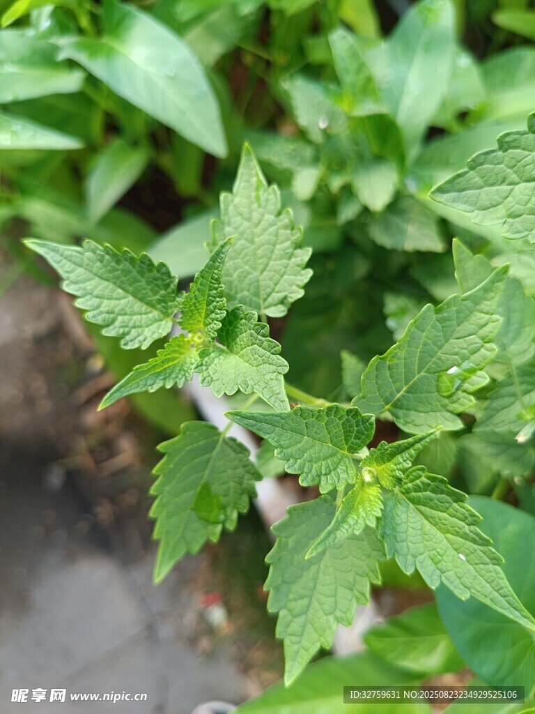 野外蕁麻植株特寫