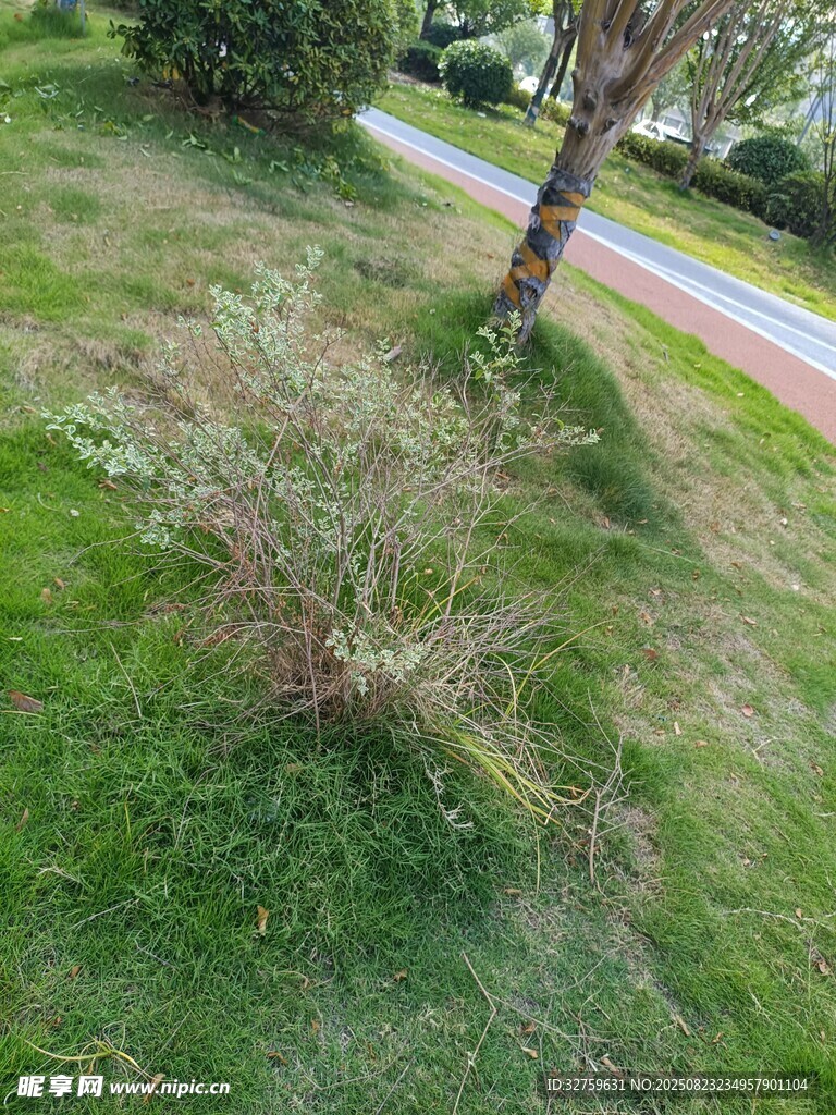 路邊草地旁的低矮灌木叢