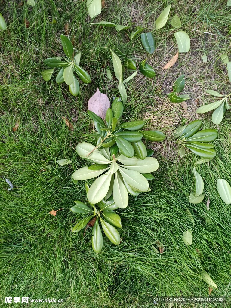 草地上的綠植與粉色花朵